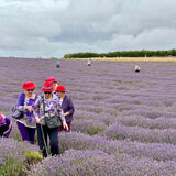 Guy - Ladies in Lavender - joint 3rd (9 votes)