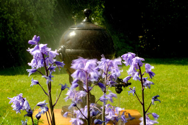 Guy - Garden Rain