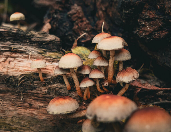 Liz - Autumn Mushrooms