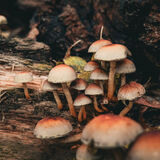 Liz - Autumn Mushrooms