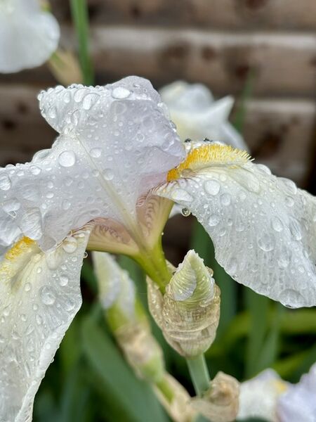 Richard - Iris Droplets