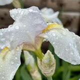 Richard - Iris Droplets