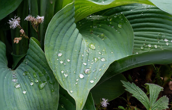 Mike A - Hosta