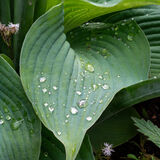 Mike A - Hosta