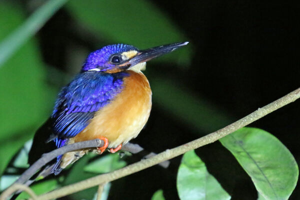 Colin - Night Fishing