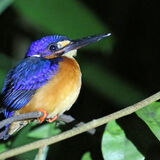 Colin - Night Fishing