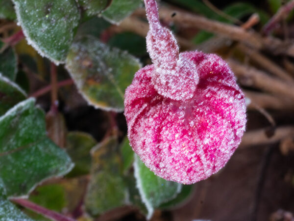 A Touch of Frost