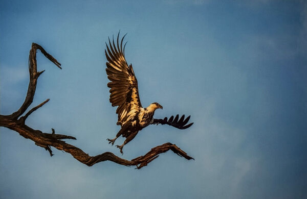 African Fish Eagle, Botswana