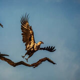 African Fish Eagle, Botswana