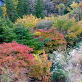 Autumn in Hakone