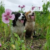 Selection from Rolo's 365 Instagram Photo Challenge - Biggles and Rolo