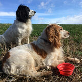 Biggles and Rolo