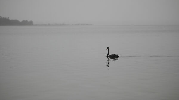 Black Swan at Perth