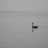 Black Swan at Perth