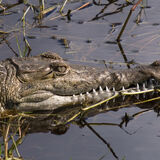 Brian Grimwood - American Crocodile