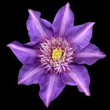 Brian Grimwood - Clematis Fujimasume - Joint 2nd