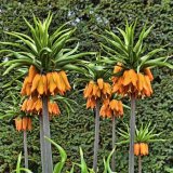 Brian Grimwood - Fritillaria Imperialis