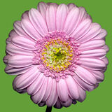 Brian Grimwood - Gerbera