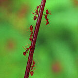 Brian Grimwood - Leaf Cutter Ants - Joint 3rd
