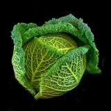 Brian Grimwood - Mike's Magnificent Cabbage - 1st