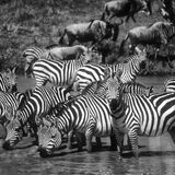 Brian Grimwood - The Water Hole