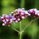 Brian Grimwood - Verbena Bonariensis
