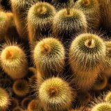 Cacti