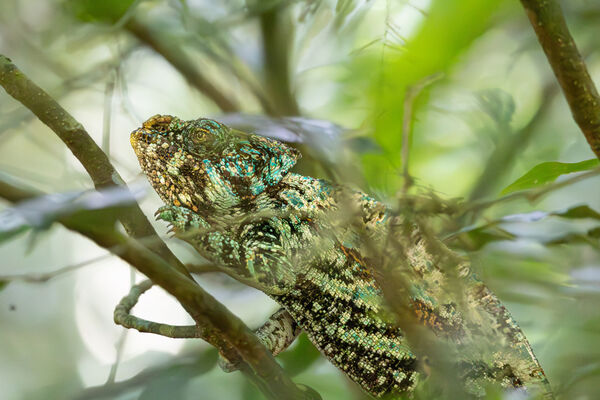 Chameleon, Madagascar