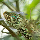 Chameleon, Madagascar