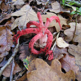 Clathrus