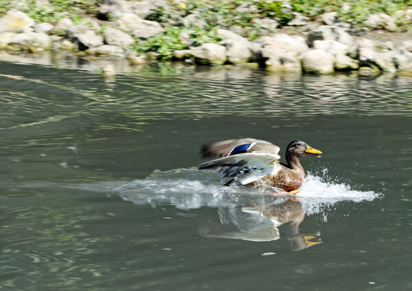 Clear to Land