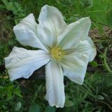 Clematis