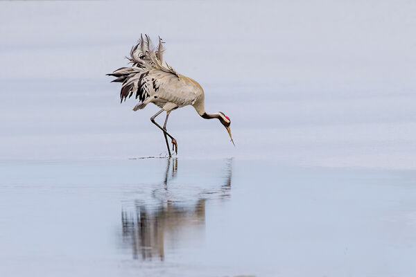 Common Crane - Hickling Broad