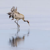 Common Crane - Hickling Broad
