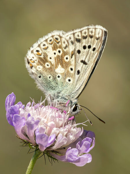 Common blue