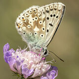 Common blue