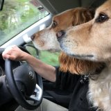 Driving lesson