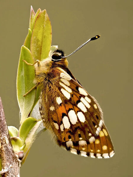Duke of Burgundy Butterfly