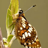 Duke of Burgundy Butterfly