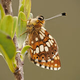 Duke of Burgundy