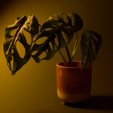 28 - Thinking Of Cheese