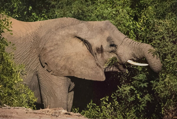 Elephant Having Lunch, Namibia