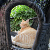 Ellie Enking - A Cat's Life