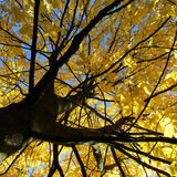 Ellie Enking - Autumn