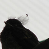 Ellie Enking - Bad Hair Day
