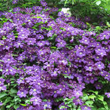 Ellie Enking - Clematis