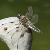 Ellie Enking - Dragonfly
