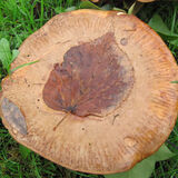 Ellie Enking - Fungal art