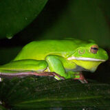 Ellie Enking - Green frog - Joint 2nd