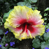 Ellie Enking - Hibiscus in Summer